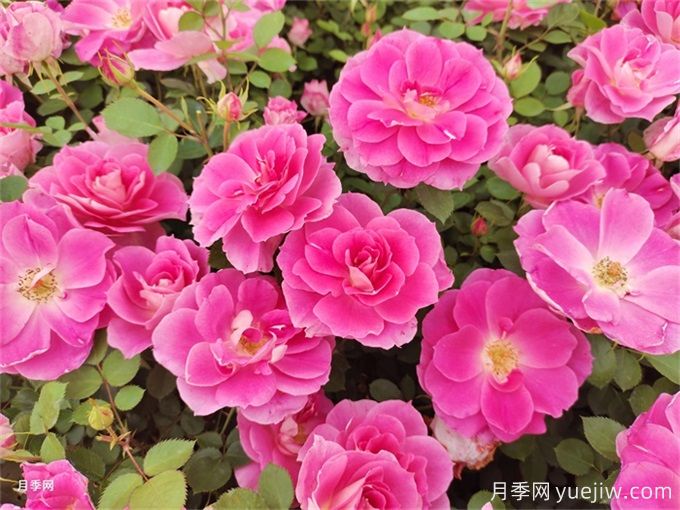 玉溪月季应用和月季景观(图1)