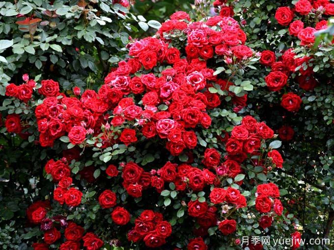 昭通月季应用和月季景观(图1)