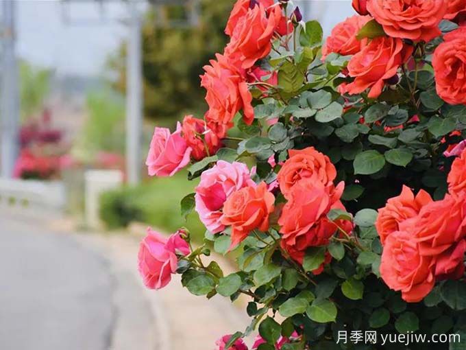 丽江月季应用和月季景观(图1)