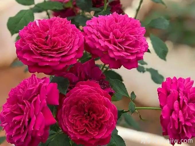 临沧月季应用和月季景观(图1)