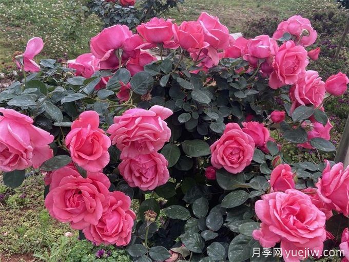 楚雄月季应用和月季景观(图1)