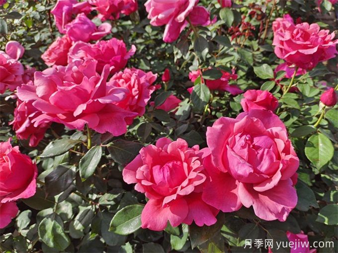 贵阳月季应用和月季景观(图1)