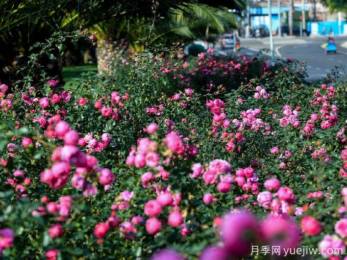 红河月季应用和月季景观(图3)