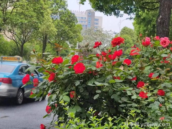 安顺月季应用和月季景观(图2)