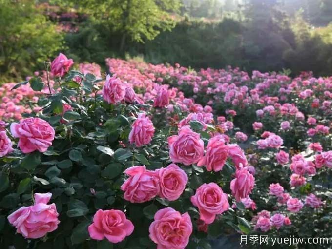 毕节月季应用和月季景观(图3)