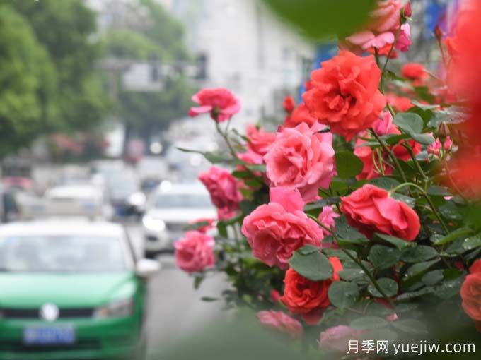 黔东南月季应用和月季景观(图4)