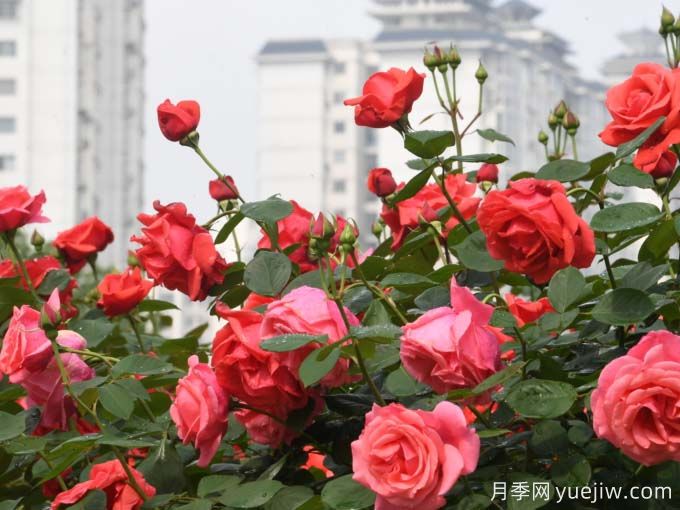 凯里月季市花文化和月季景观(图1)