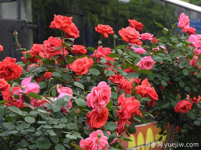 凯里月季市花文化和月季景观(图4)