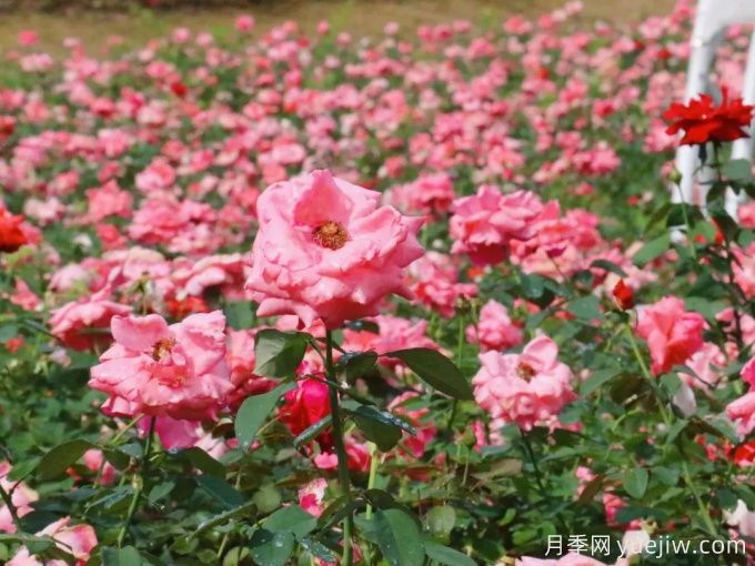黔南月季应用和月季景观(图2)