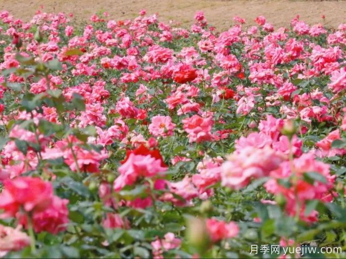 黔南月季应用和月季景观(图1)