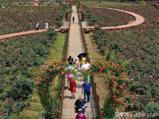 黔南月季应用和月季景观(图3)