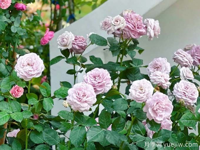 柳州月季应用和月季景观(图2)