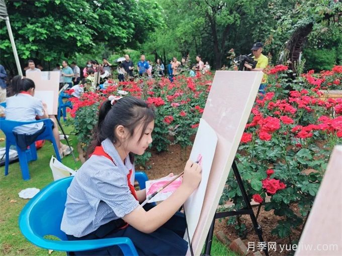 柳州月季应用和月季景观(图3)