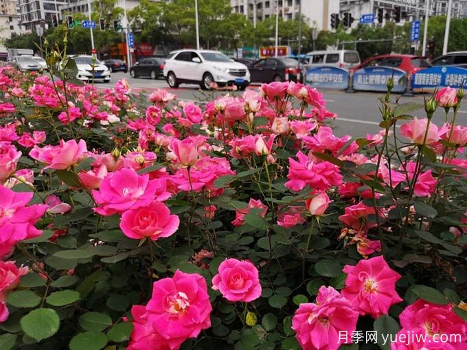 桂林月季应用和月季景观(图1)
