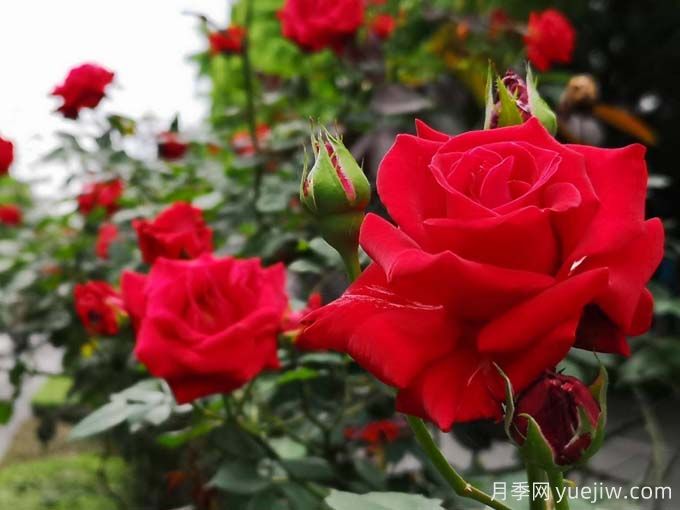 桂林月季应用和月季景观(图4)