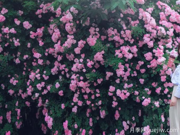 梧州月季应用和月季景观(图2)