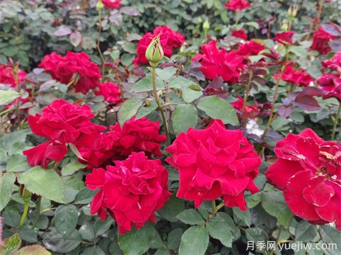 北海月季应用和月季景观(图1)