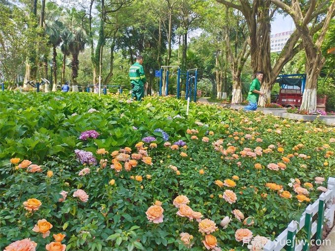 钦州月季应用和月季景观(图2)