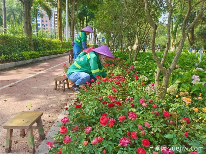 钦州月季应用和月季景观(图1)