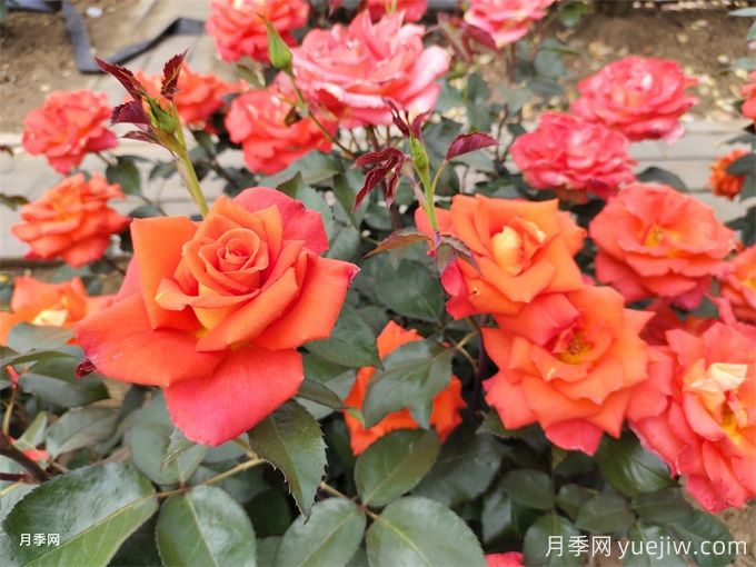 崇左月季应用和月季景观(图1)