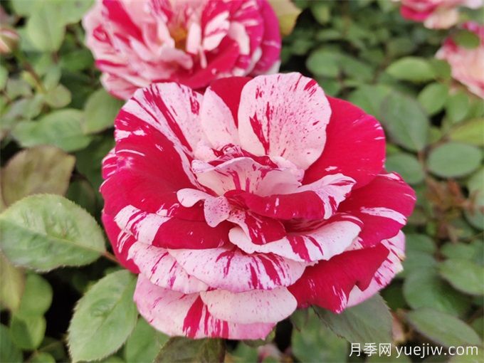 分享八款非常好看又经典的条纹月季品种(图3) 推荐八款非常好看又经典的条纹月季品种(图3)
