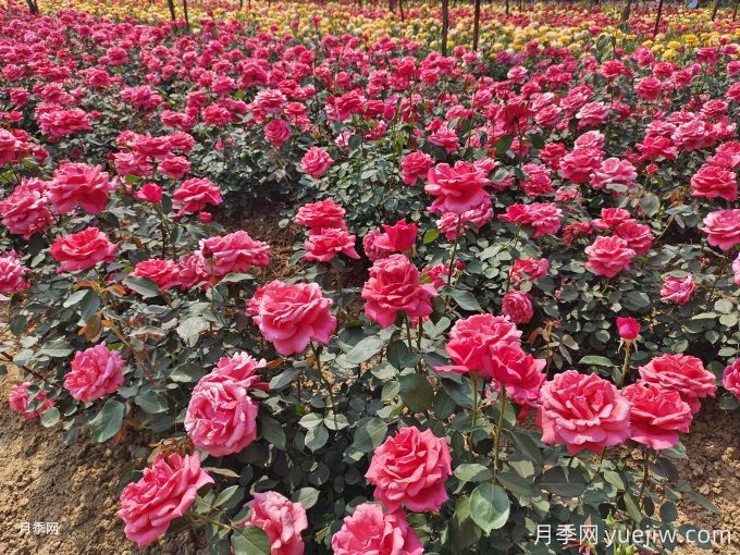 武威月季市花文化和月季景观(图2)