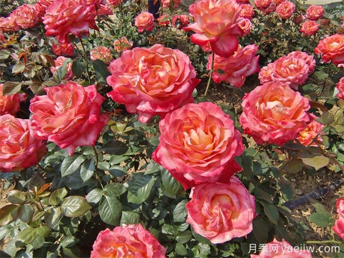 酒泉月季应用和月季景观(图3)