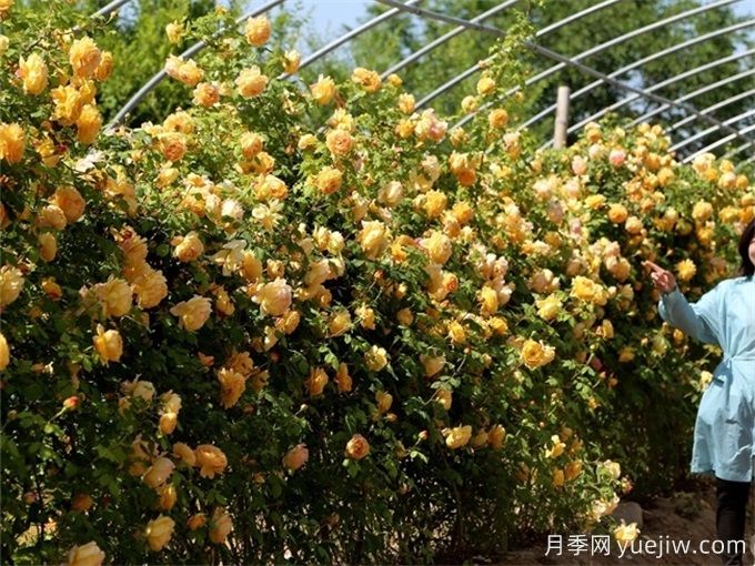 庆阳市花文化和月季景观(图2)