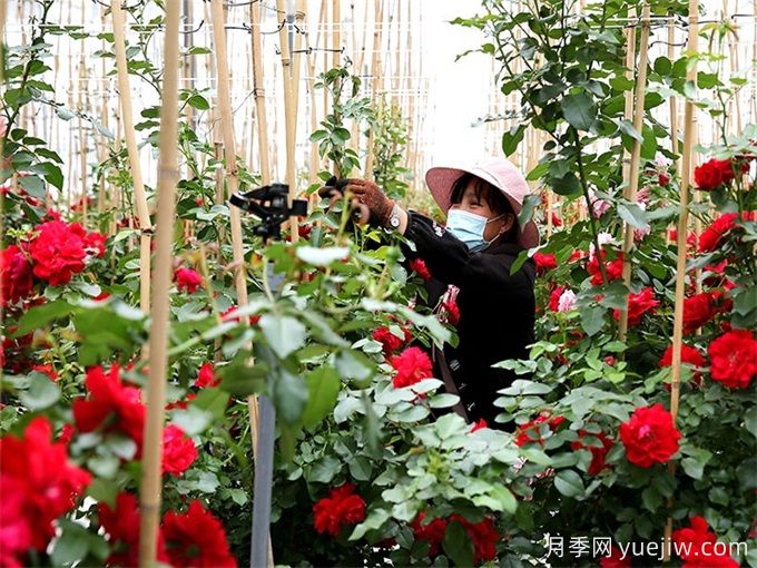 定西月季应用和月季景观(图2)