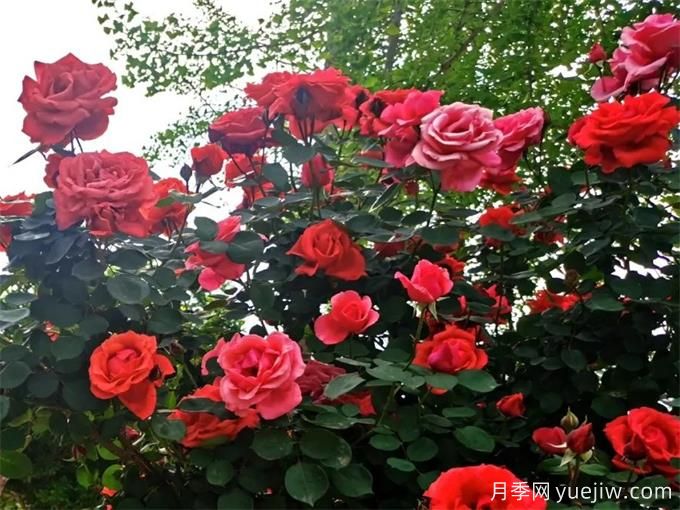 凉山月季应用和月季景观(图1)
