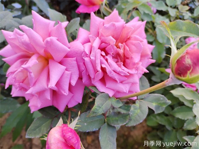 黄南月季应用和月季景观(图1)