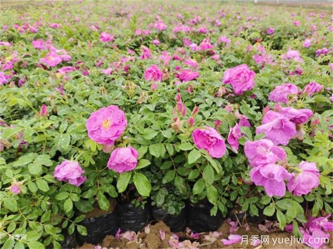 玉树月季应用和月季景观(图1)
