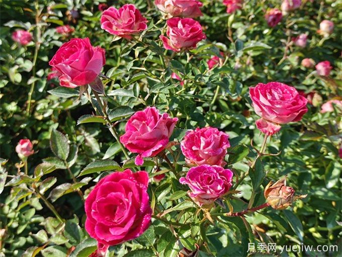 吴忠月季应用和月季景观(图1)