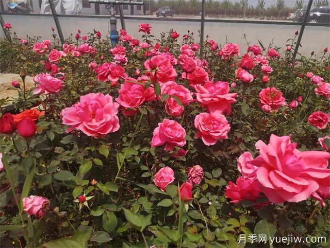 固原月季应用和月季景观(图1)