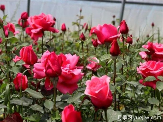 固原月季应用和月季景观(图2)