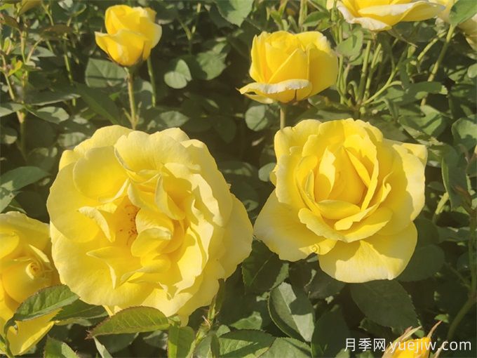 固原月季应用和月季景观(图3)