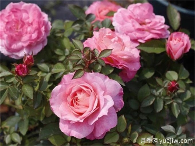 中卫月季应用和月季景观(图1)