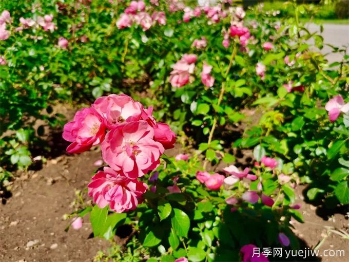 呼和浩特月季应用和月季景观(图1)