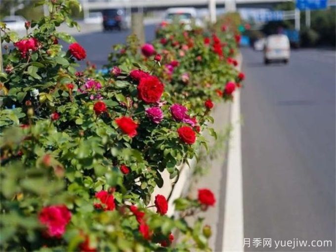 呼和浩特月季应用和月季景观(图2)