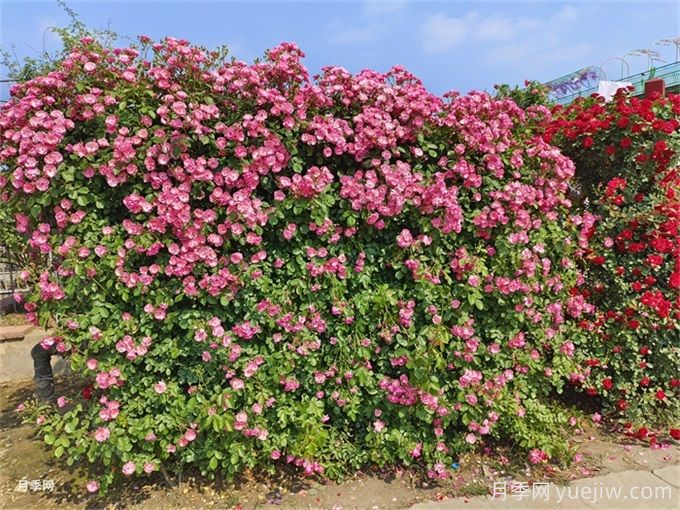 包头月季应用和月季景观(图1)