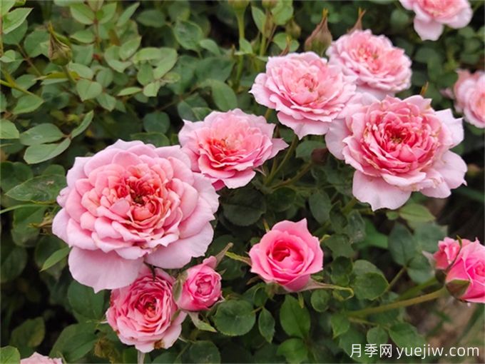 这6种月季开花不断，抗病性也很不错(图2)
