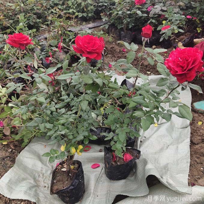 大花月季选苗和种植,如何打造大花月季花园?(图2) 大花月季选苗和种植,如何打造大花月季花园?(图2)