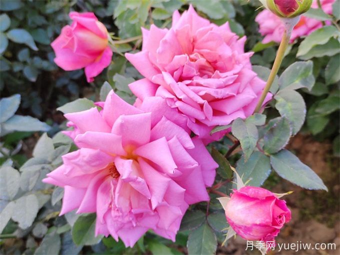 大花月季选苗和种植,如何打造大花月季花园?(图1) 大花月季选苗和种植,如何打造大花月季花园?(图1)