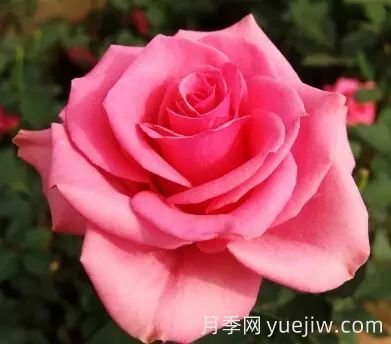 中国自育月季品种：杂种香水月季(图10)