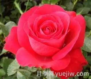 中国自育月季品种：杂种香水月季(图17)