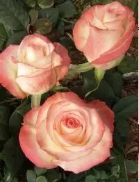 中国自育月季品种：杂种香水月季(图23)