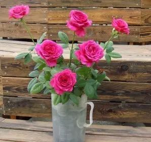 中国自育月季品种：杂种香水月季(图30)