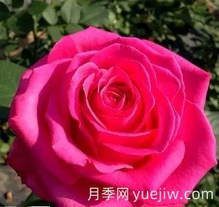 中国自育月季品种：杂种香水月季(图36)