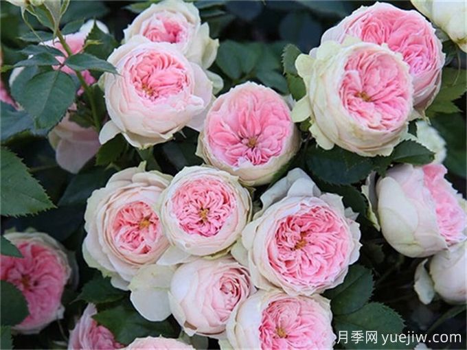 最适合阳台养的10种月季，开花超级多！(图3)