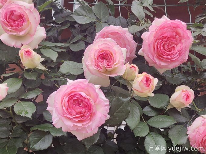 南阳月季的品种太多，应该如何选择呢？(图2)
